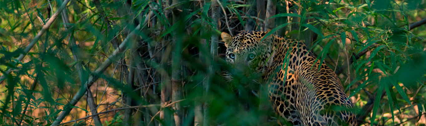 Safariwale