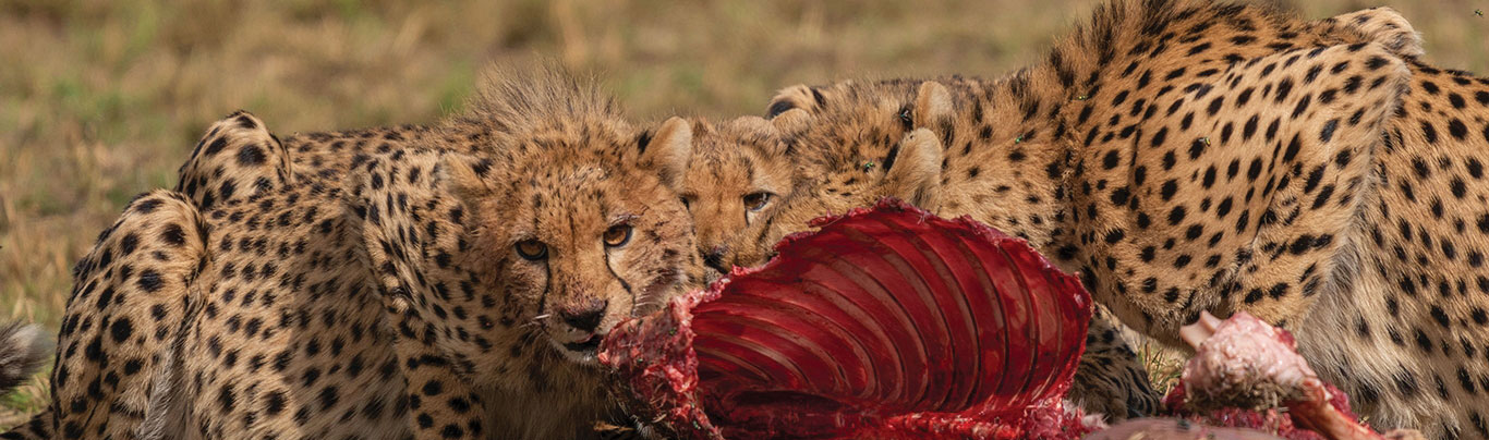 Safariwale