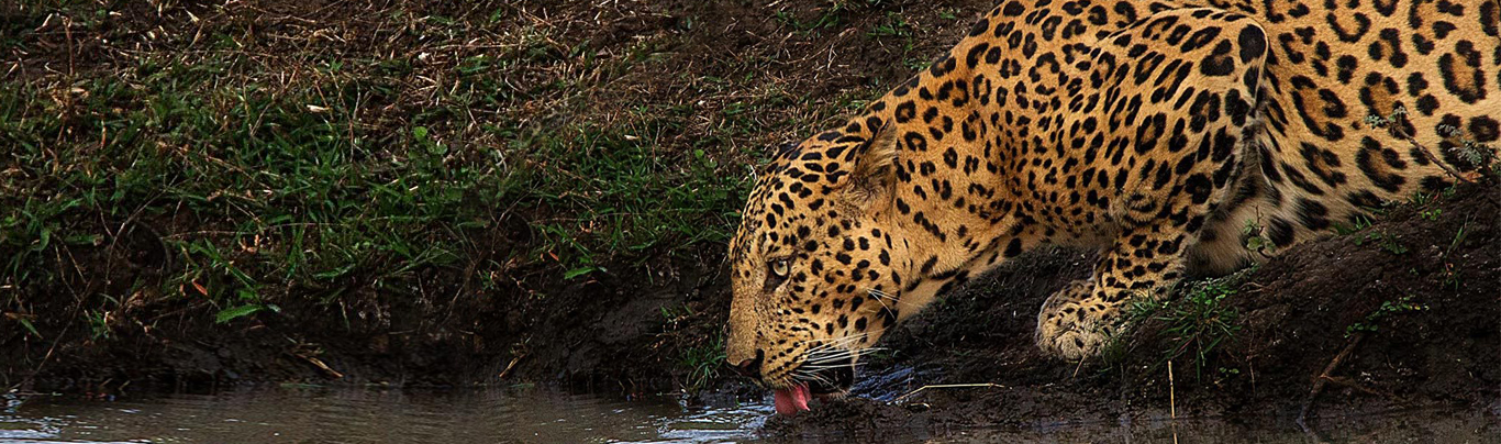 Safariwale