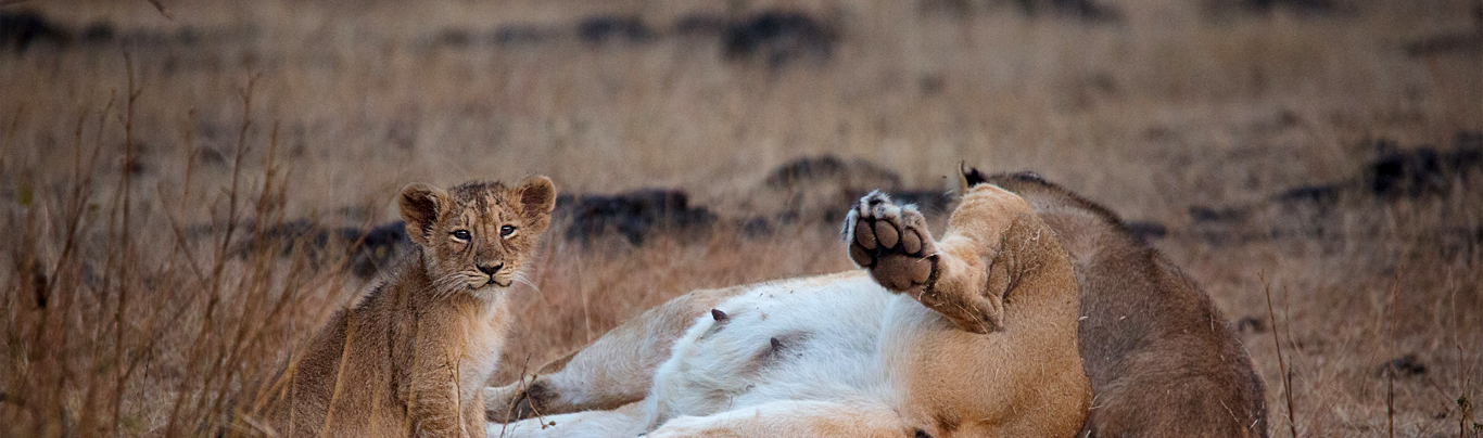Safariwale