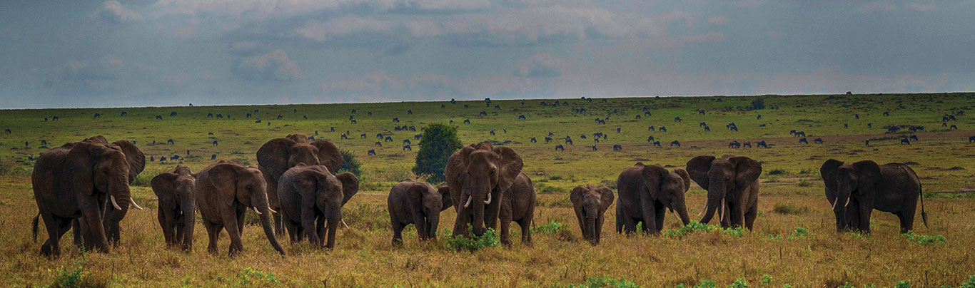 Safariwale
