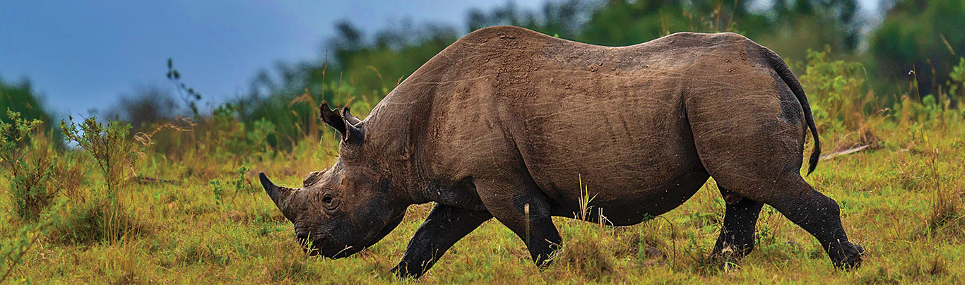 Safariwale