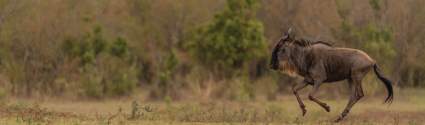 Safariwale