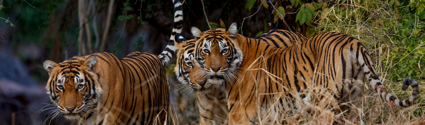 Safariwale